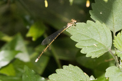 Pseudagrion hageni