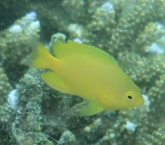 Pomacentrus moluccensis