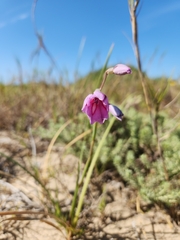 Gladiolus gueinzii