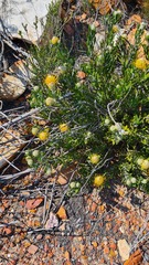 Leucospermum cuneiforme