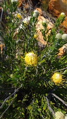 Leucospermum cuneiforme