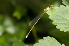 Pseudagrion hageni
