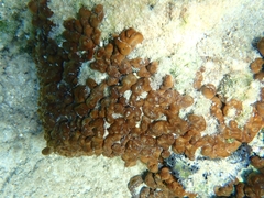 Chondrilla nucula