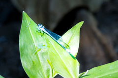 Pseudagrion kersteni