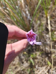 Gladiolus gueinzii