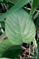 Pleurolobus gangeticus