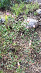 Lampranthus aureus