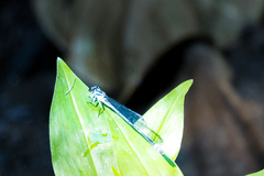 Pseudagrion kersteni