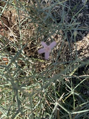 Stephanomeria pauciflora