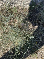 Stephanomeria pauciflora