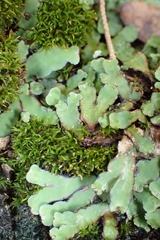 Plagiochasma rupestre