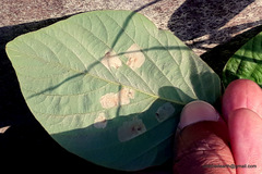 Pleurolobus gangeticus