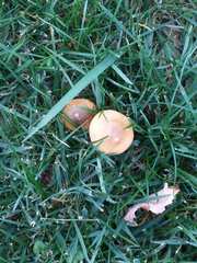 Agaricus bisporus
