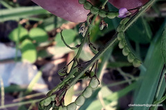 Pleurolobus gangeticus