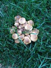Agaricus bisporus