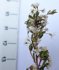 Agathosma elegans