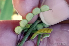 Pleurolobus gangeticus