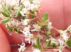 Agathosma elegans