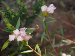 Lachnaea burchellii