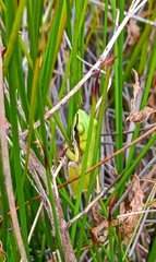 Litoria adelaidensis