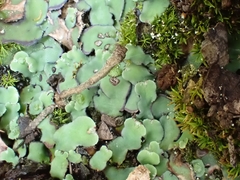 Plagiochasma rupestre