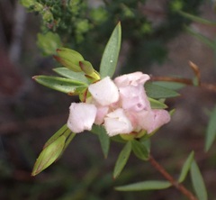 Lachnaea burchellii