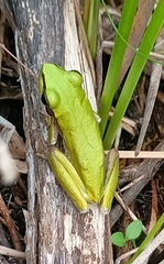 Litoria adelaidensis