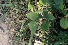 Pleurolobus gangeticus