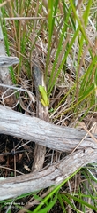 Litoria adelaidensis