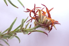 Osteospermum glabrum