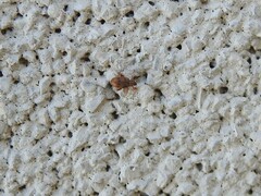 Orchestes steppensis