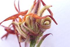 Osteospermum glabrum