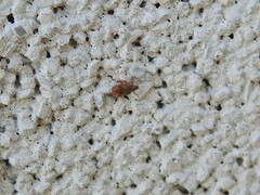 Orchestes steppensis