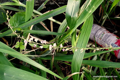 Pleurolobus gangeticus