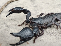 Scorpionoidea