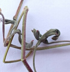 Pelargonium tricolor