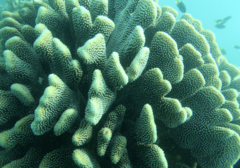Pocillopora grandis