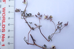 Pelargonium tricolor