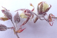 Pelargonium tricolor