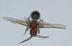 Pseudophotopsis