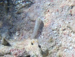 Gnatholepis cauerensis