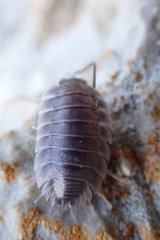 Porcellio obsoletus