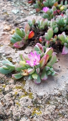 Oscularia vredenburgensis