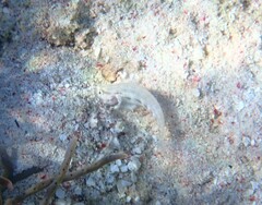 Gnatholepis cauerensis