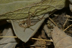 Tettigoniinae