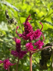 Celosia argentea