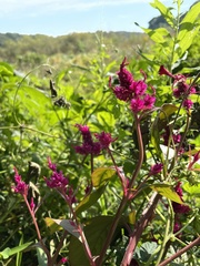 Celosia argentea