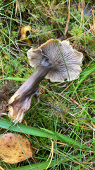 Craterellus tubaeformis