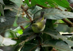 Leiothlypis peregrina