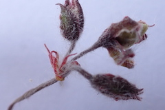 Pelargonium tricolor